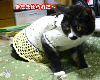 jiji20080225a