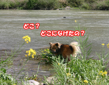 川に向かって吠える犬080422d