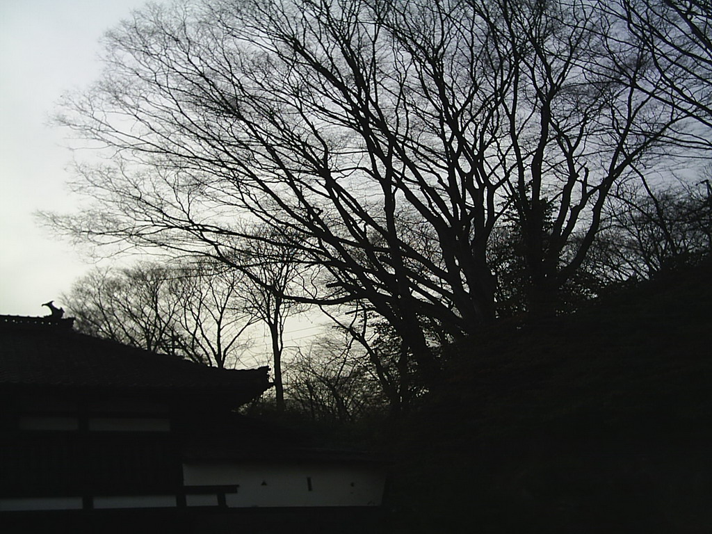 小諸懷古園一景：因為暖冬，園子裡該下的雪沒下，該謝的楓紅還盛開。有古樸味的建築物是島崎藤村文學紀念館。