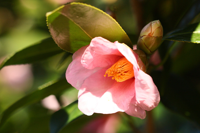 100124_Camellia.jpg