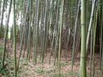 御所内館跡と思われる平場に生える竹