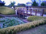 難波田城内に咲いている睡蓮を撮影しまくる人々