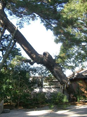 神社の松の木