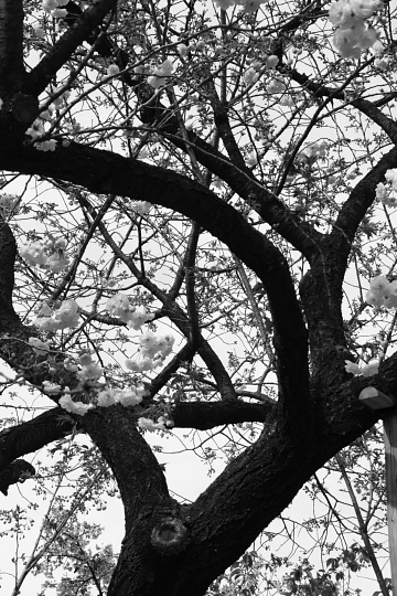 桜の木（モノクロ）