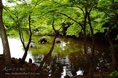 円山公園の池