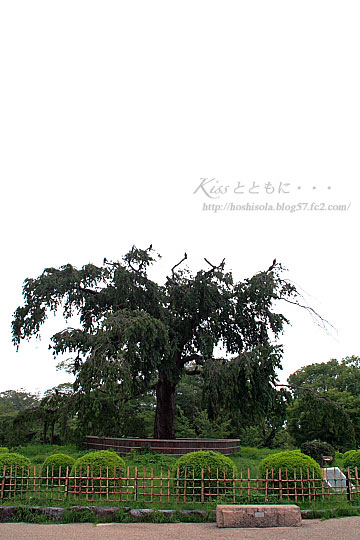 円山公園の枝垂桜１
