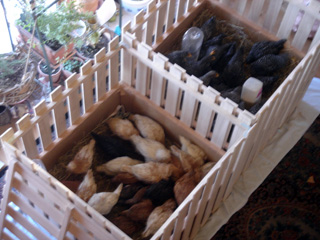 鶏の育雛箱02’2006.1.26