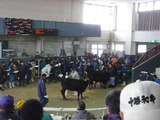 十勝和牛素牛市場’2006.2.14