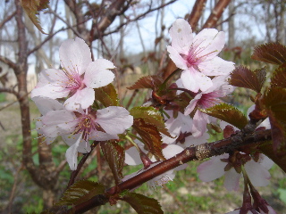 千島桜’2006.5.24