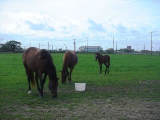 沖田牧場の馬’2006.9.26