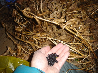 黒豆収穫’2006.11.5