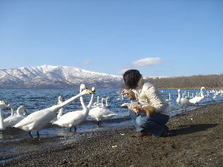 屈斜路湖の白鳥と四方さん’2007.3.31