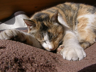 眠るミケコ’2007.4.24