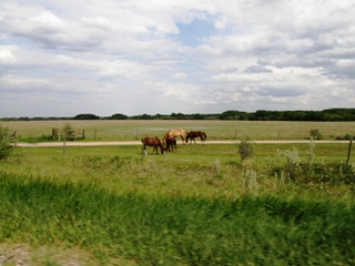 馬の放牧風景’2007.6.9