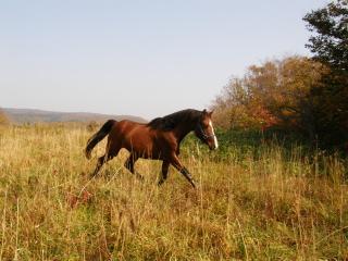 2008-okushiri384.jpg