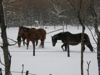 雪と愛馬03’2008.1.25