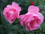 dewy pink roses 1