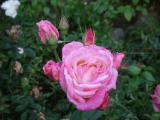 roses 002