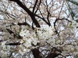 cherry blossom 1