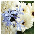 flowers for Heath Ledger