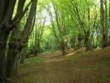 epping forest 3