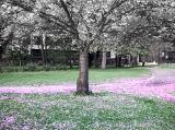 fallen cherry blossoms 2
