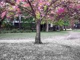 fallen cherry blossoms 3