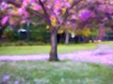 fallen cherry blossoms 4