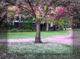fallen cherry blossoms 6