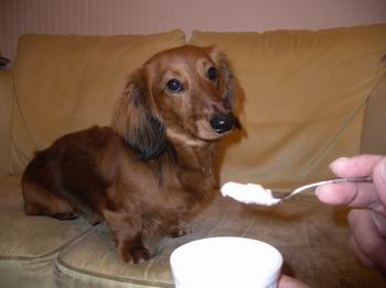 犬用アイス