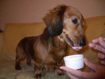 犬用アイス