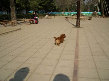 駒沢公園ドッグラン