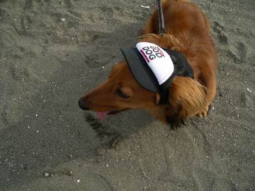 犬用帽子