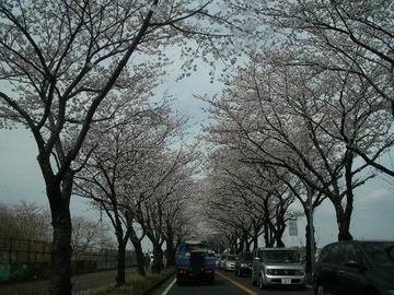 瀬谷海軍道路の桜
