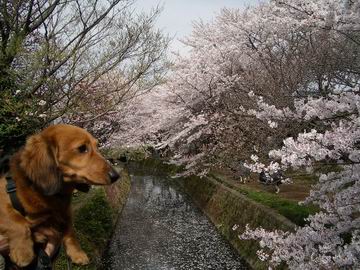 千本桜