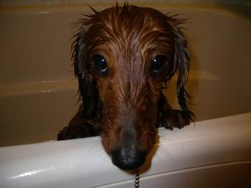 犬の風呂