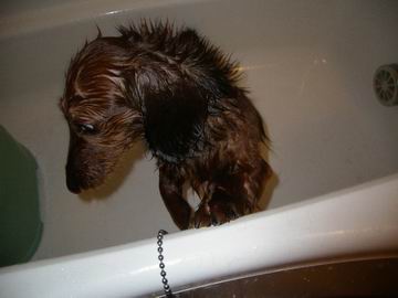 犬の風呂