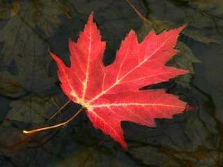 Maple Leaf2006