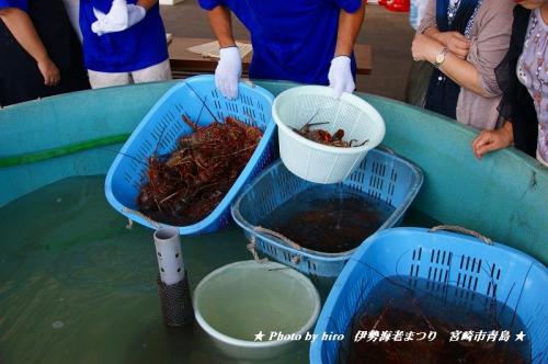 伊勢海老　今年も青島漁港で新鮮なイセエビを（＾＾）ｖ