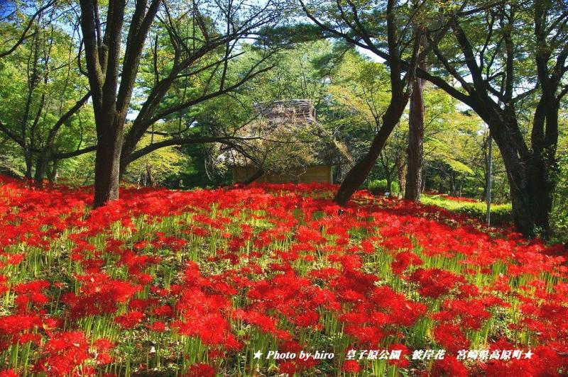 hiroの部屋　彼岸花のレッドカーペット　宮崎県高原町皇子原公園
