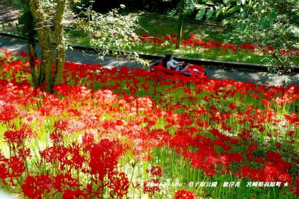 hiroの部屋　彼岸花のレッドカーペット　宮崎県高原町皇子原公園