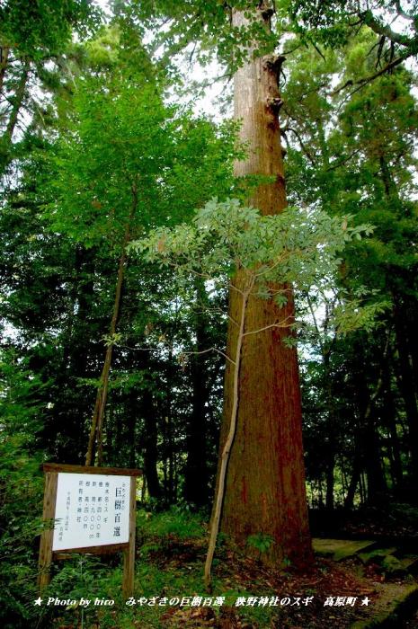 hiroの部屋　みやざきの巨樹百選　狭野神社のスギ　宮崎県高原町