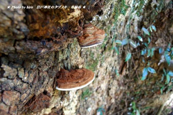 hiroの部屋　岩戸神社のタブノキ　宮崎県小林市堤