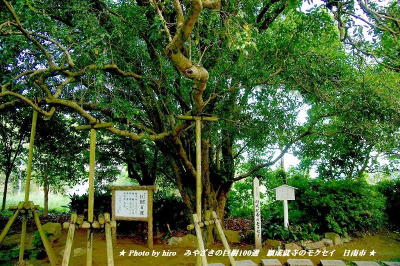hiroの部屋　みやざきの巨樹百選　願成就寺のモクセイ　日南市