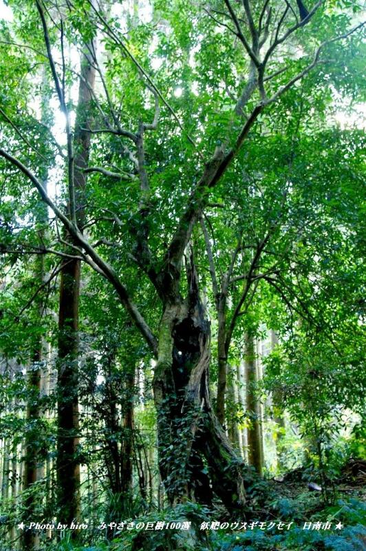 hiroの部屋　みやざきの巨樹百選　飫肥のウスギモクセイ　日南市