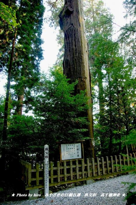 hiroの部屋　みやざきの巨樹百選　秩父杉　高千穂神社