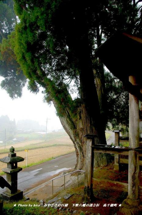 hiroの部屋　みやざきの巨樹　下野八幡の逆さ杉　宮崎県高千穂町