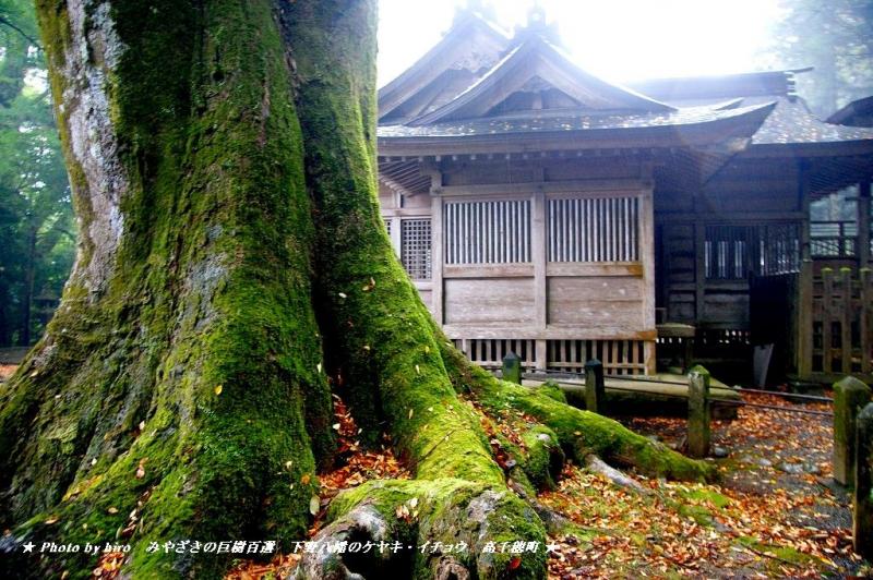 hiroの部屋　みやざきの巨樹百選　下野八幡のケヤキ・イチョウ　宮崎県高千穂町