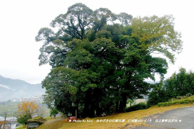 hiroの部屋　みやざきの巨樹百選　仁田野のシイノキ　宮崎県日之影町
