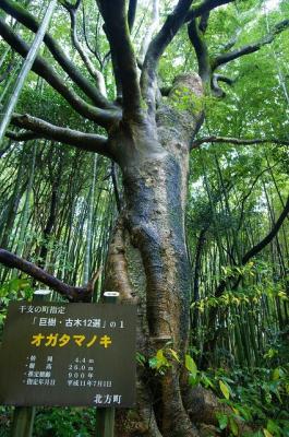 hiroの部屋　みやざきの巨樹百選　城のオガタマノキ　宮崎県北方町